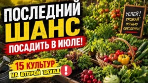 Второй шанс для огорода: 15 культур, которые нужно успеть посадить в ИЮЛЕ!