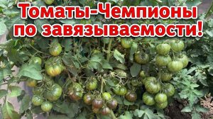 ТОМАТЫ - ЧЕМПИОНЫ ПО ЗАВЯЗЫВАЕМОСТИ!