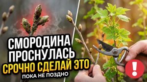 Что срочно сделать со смородиной весной, пока почки не лопнули! Ошибки, которые убивают урожай!