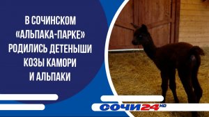 В сочинском «Альпака-парке» родились детеныши козы камори и альпаки