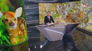 Почему не стоит «спасать» диких животных в лесу