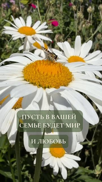 С днём семьи, любви и верности! #семья #любовь #россия #княгинюшка