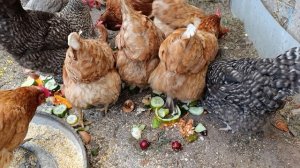 Завтрак для курочек