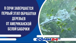 В Сочи завершается первый этап обработки деревьев от американской белой бабочки