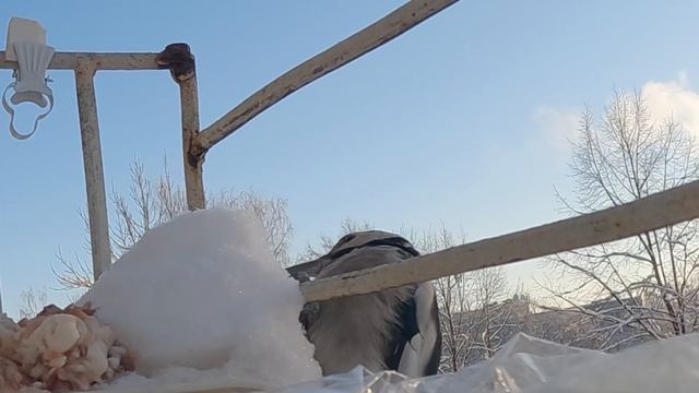 Дятел в городе!, прилетел на кормушку в доме. смотреть онлайн