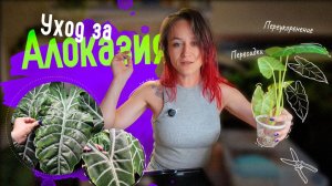 ☘️ Уход за алоказиями: омолаживаю, пересаживаю, укореняю — и наблюдаю за результатом🌞
