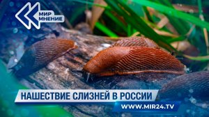 Гигантские слизни атаковали Россию: как остановить тихого захватчика?