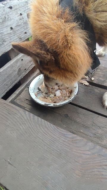 Собака 🐕 ест рыбные консервы