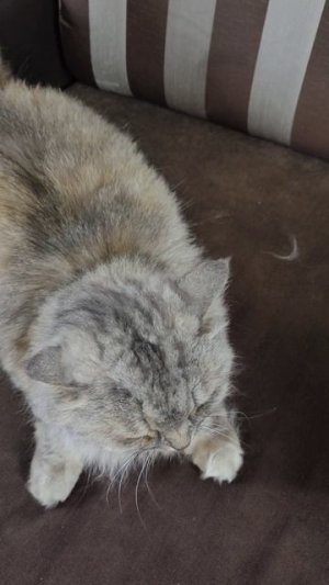 Кошачья шерсть