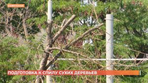 Обрезку аварийно-опасных деревьев проведут в Пролетарском районе Ростова