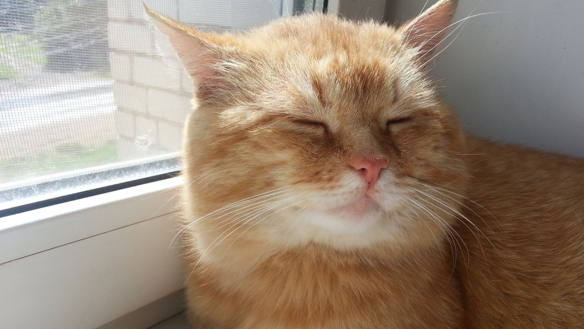 Спящий рыжий кот