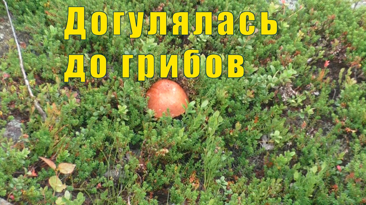 ГОД КАК МАМЫ НЕТ СО МНОЙ /ДОГУЛЯЛАСЬ ДО ГРИБОВ/ 30 июня и 01 июля 2026 смотреть онлайн