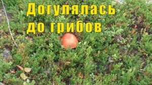 ГОД КАК МАМЫ НЕТ СО МНОЙ /ДОГУЛЯЛАСЬ ДО ГРИБОВ/ 30 июня и 01 июля 2026