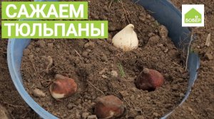 Как правильно посадить тюльпаны. Садовые секреты