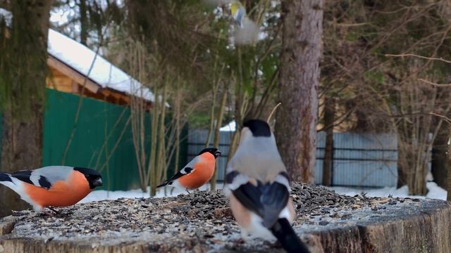 Птицы едят семечки, но приходит белка и прогоняет 4K 60 FPS \\ Birds eat seeds, but a squirrel comes смотреть онлайн