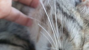 СЕРАЯ КОШЕЧКА🤗🥰❤