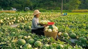 Сбор арбузов и дынь на продажу — жизнь в одиночестве в горах. Опыт выживания в дикой природе.