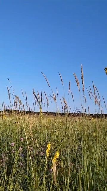 Лето 🌿 2026 #лес #ягоды смотреть онлайн