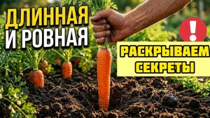 Почему морковь растет кривой? Ты почти наверняка делаешь эту ошибку!