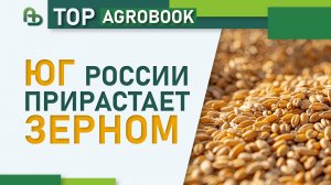Юг России прирастает зерном | TOP Agrobook