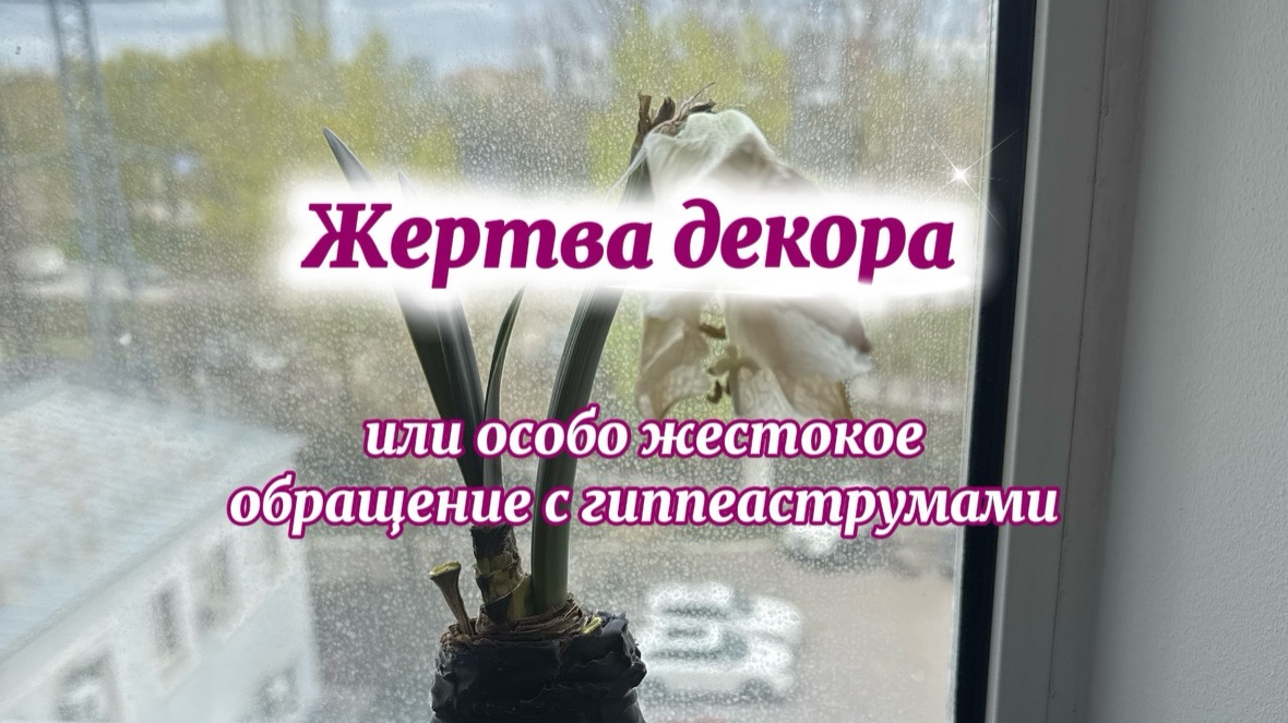 Жертва декора или особо жестокое обращение с гиппеаструмами