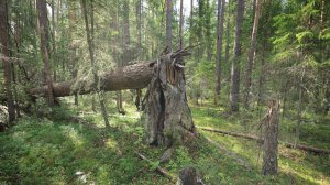 Проходка по старице таёжной реки. Заночевал в медвежьем углу. (04.07.2026)