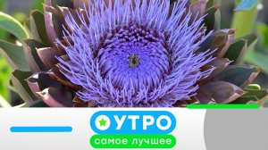 «Утро. Самое лучшее»: 8 июля 2026 года