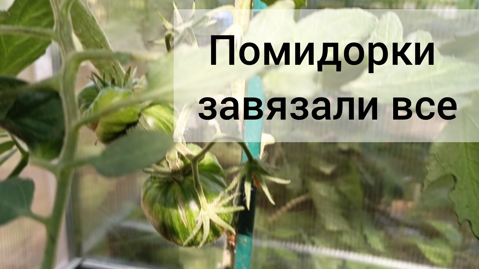 Помидоры в теплице на 6 июля 2026. Завязали все сорта