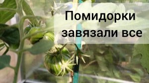 Помидоры в теплице на 6 июля 2026. Завязали все сорта