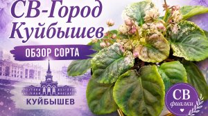Обзор фиалки СВ-Город Куйбышев: особенности ухода за сортом-трейлером