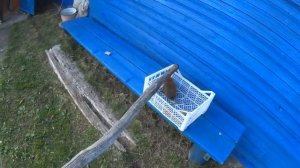 ЖИЗНЬ В ДЕРЕВНЕ.ЕЖИКИ У НАС НЕ ВОДЯТСЯ! ОТКУДА ОН ВЗЯЛСЯ!