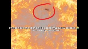 я боюсь 😭 
откуда оно вообще 😭😭😭
(я не буду его давить,он страшный😭)
чё это вообще,паук или что