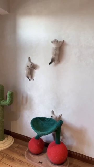 Котики, такие котики))) смотреть онлайн