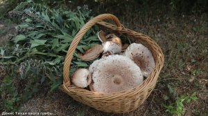 Пошел наугад в незнакомый лес и наткнулся на ЭТО...