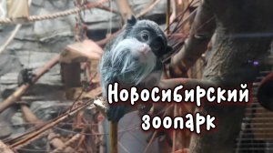 Путешествие по России, посетили Новосибирский зоопарк
