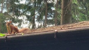 Рыжие белки к черным белкам.