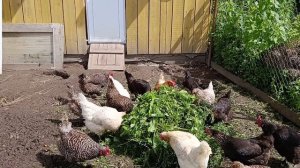 Работаю на улице. Куры 🐔🐓 гуси 🪿 волкодав Ева 🐈 хозяюшка Лапа, старая кошка Бэля