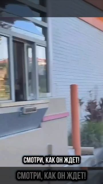Во Флориде вежливый енот встал в очередь за пончиком и дождался угощения