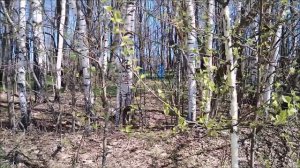 ✔Тайны старого леса✔