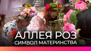 В Великом Новгороде появилась новая аллея роз