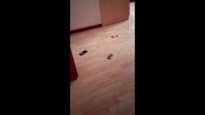 самый крепкий телефон