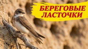 Береговые ласточки