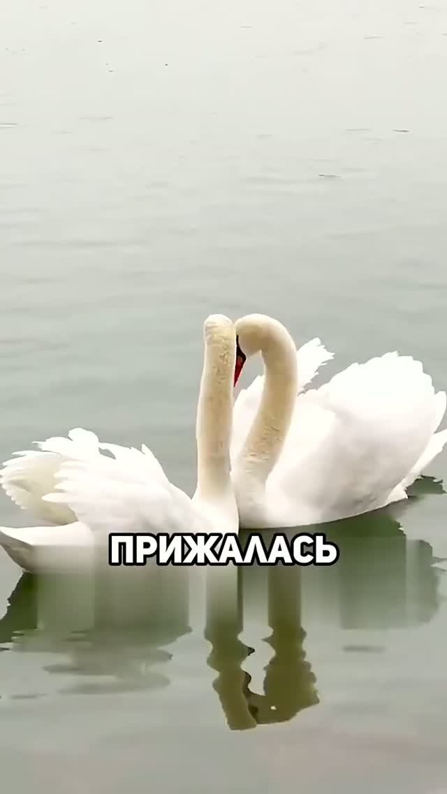 #животные #animalshorts #animals