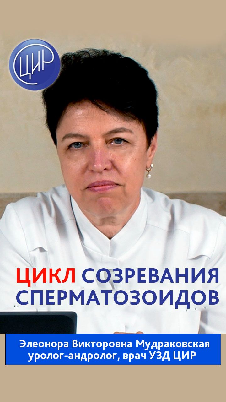 Цикл созревания сперматозоидов и как он помогает влиять на их качество. Э.В. Мудраковская. смотреть онлайн