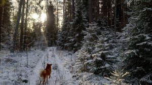 ОХОТА С ФОТОЛОВУШКАМИ 2 СЕРИЯ