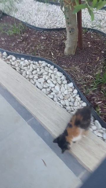 Наши малыши в отеле😻😻😻
