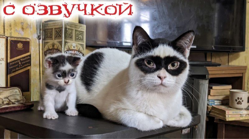 Смешные_Коты__С_ОЗВУЧКОЙ__Приколы_С_Животными_2026__Попробуй_Не_Засмеяться_ смотреть онлайн