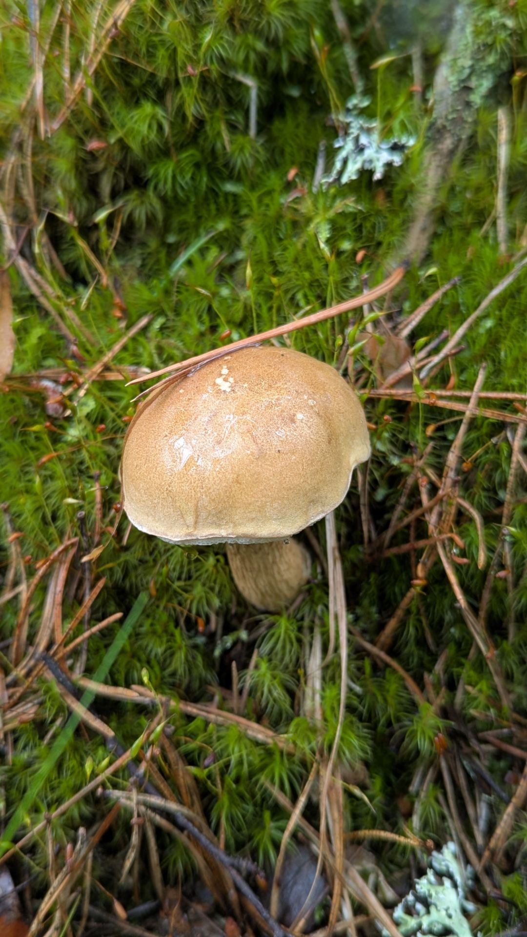 Жёлчные грибы (горчаки), 07.07.26г.