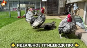 Идеальное птицеводство достойно восхищения 🐓🦆🦢🦚🦃🐔 эпизод (512)