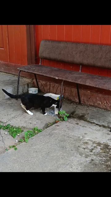 Я на даче 🐈⬛